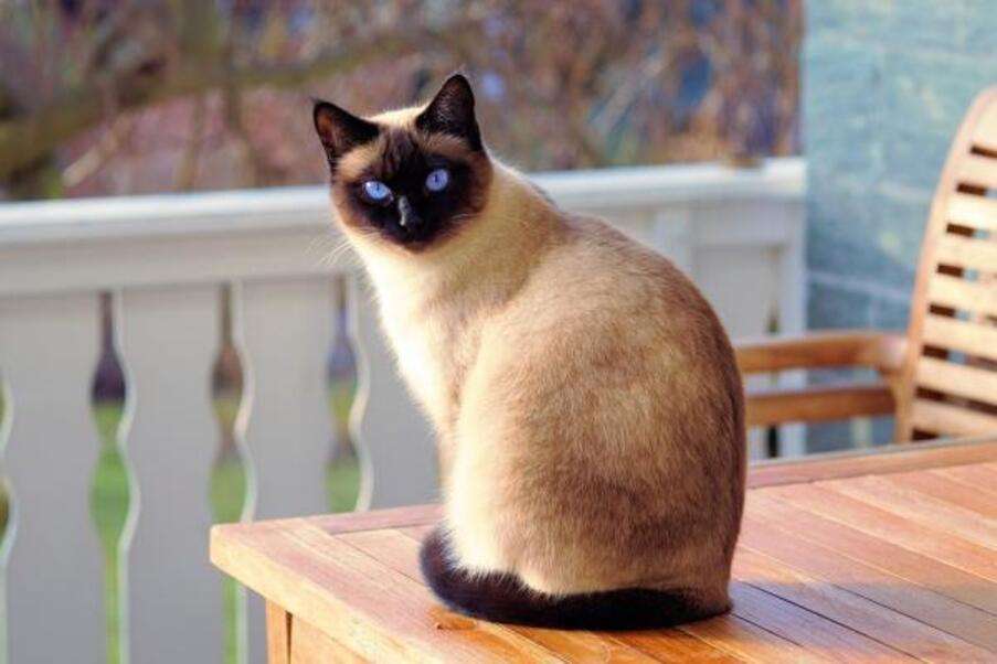 Vacker siames kattunge sitter på bänk #1 Pussel online