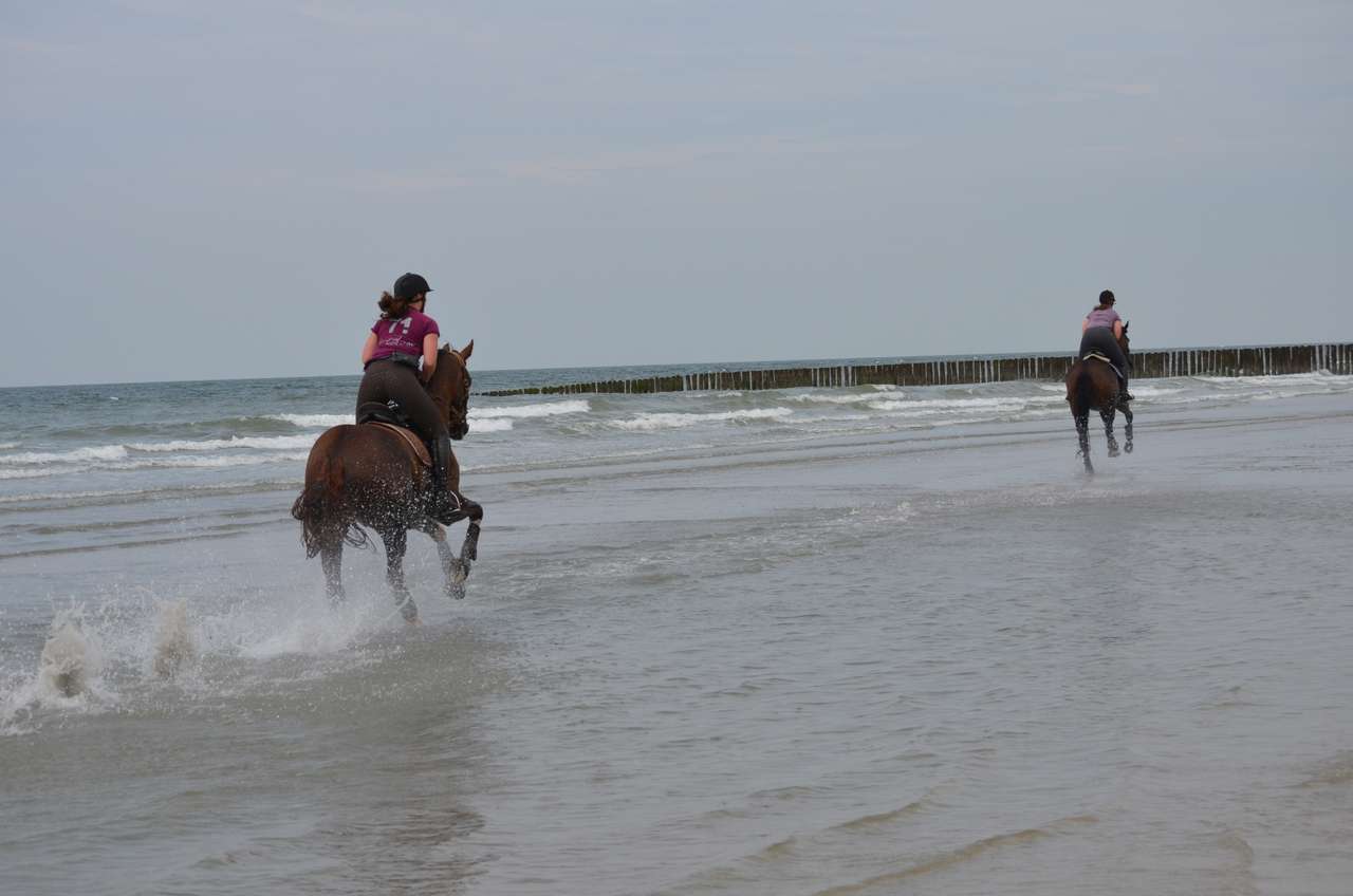 Gallop on the beach online puzzle