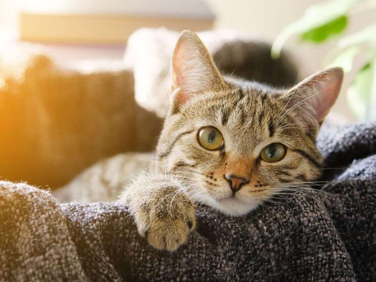 ölelő cica kirakós online