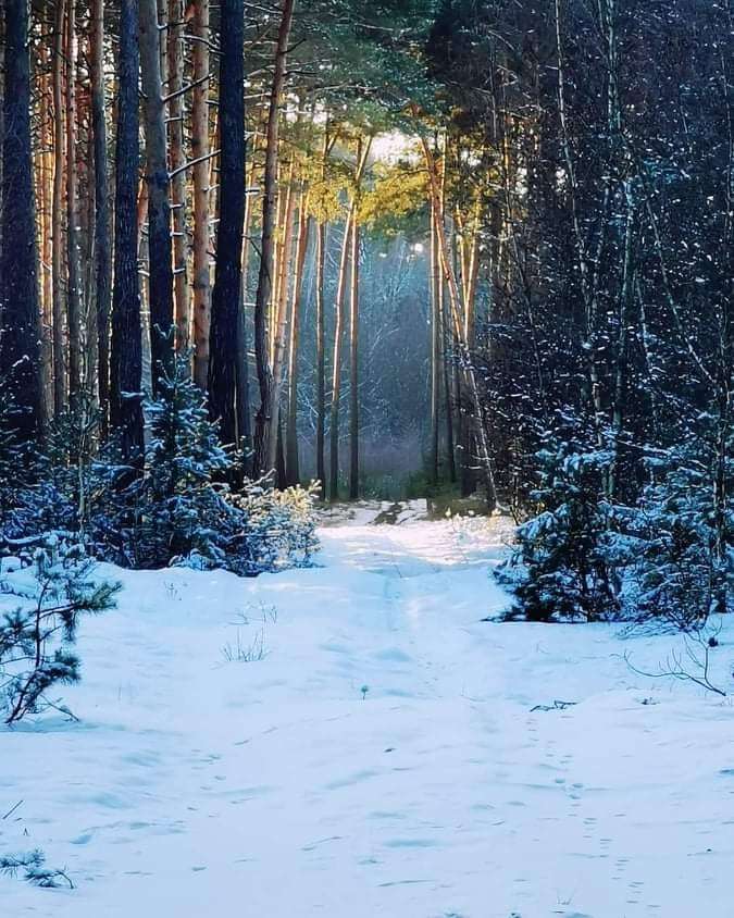 зимовий ліс пазл онлайн