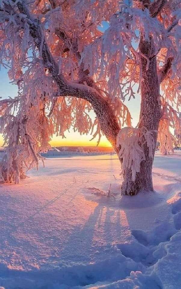 zimní strom online puzzle