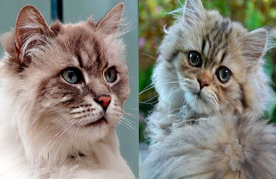 Unterschiede zwischen einem persischen Kätzchen und einer Angora Online-Puzzle