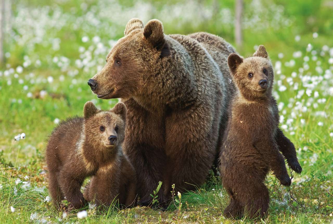 bruna björnar pussel på nätet