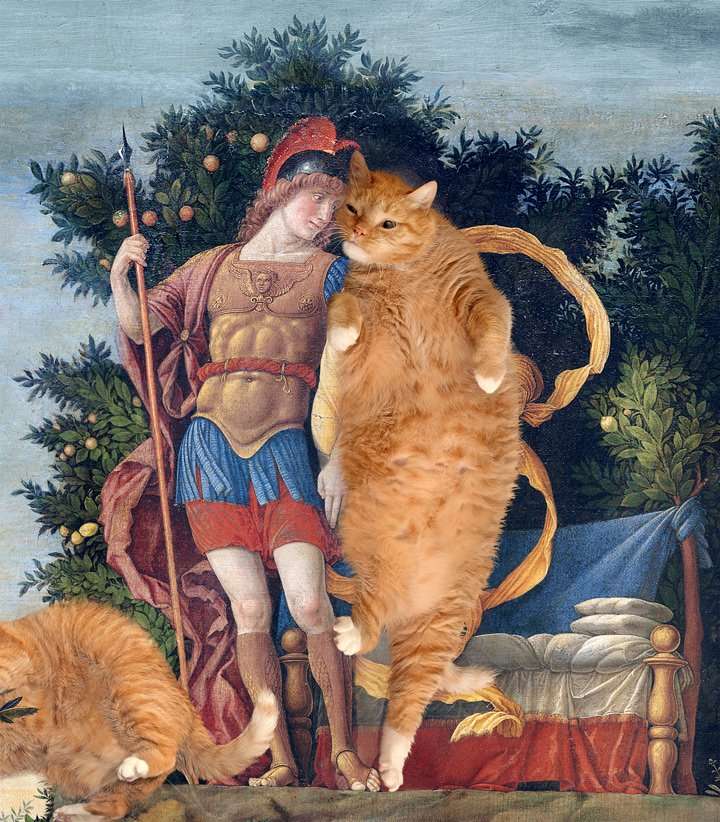 Obrázek tlusté kočky skládačky online