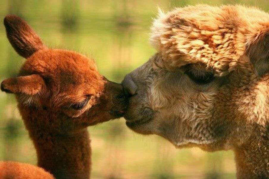 Две красивые ламы целуются №4 пазл онлайн