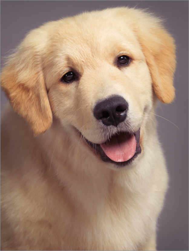 Labrador pup online puzzel