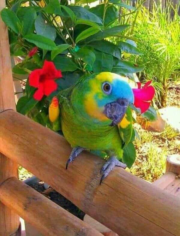 Un pappagallo che presta molta attenzione #2 puzzle online