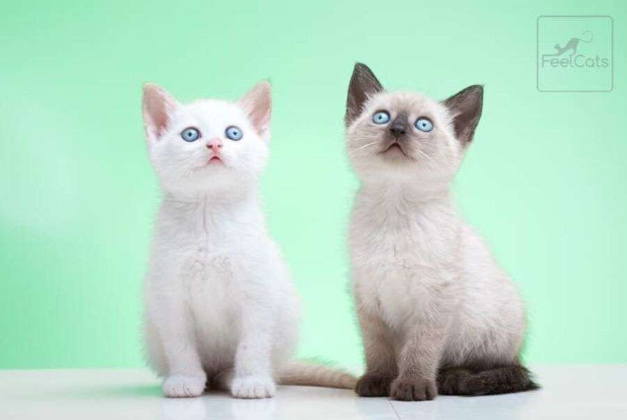 Dos bellos gatitos bebés Siameses #2 rompecabezas en línea
