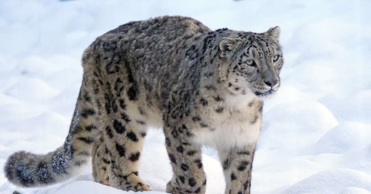 Leopard de zăpadă jigsaw puzzle online