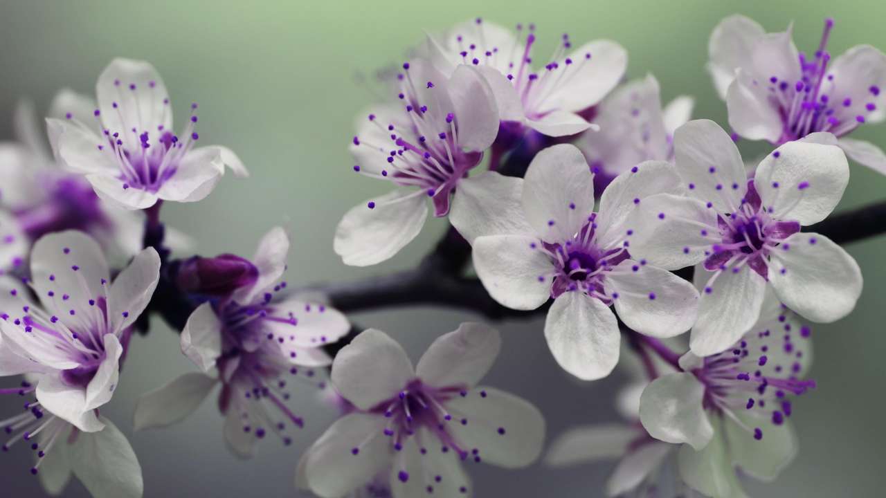 flores blancas con morado rompecabezas en línea