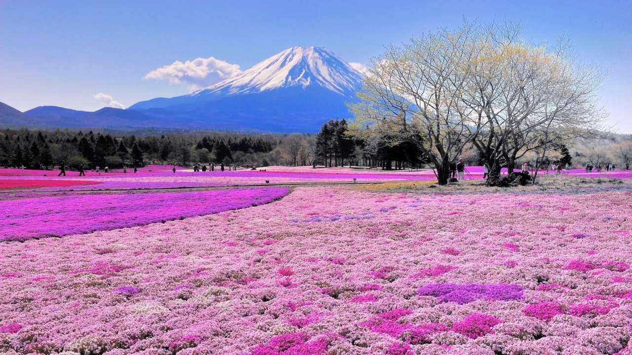красивий краєвид з рожевими квітами пазл онлайн