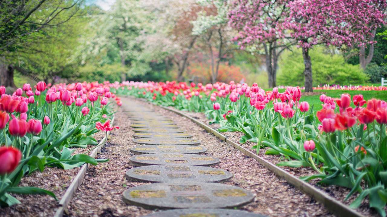 Bellos camino de tulipanes rompecabezas en línea