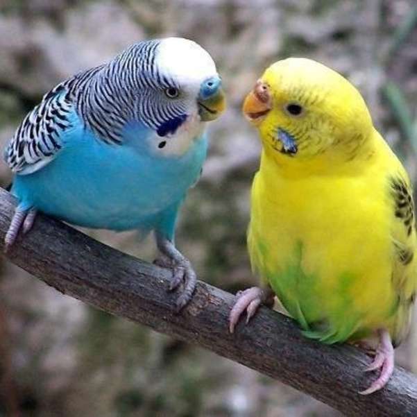 Precious Love Parakeets #3 online puzzle