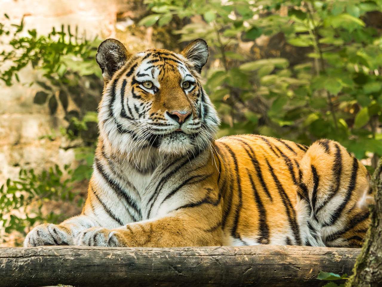 Siberische tijger legpuzzel online