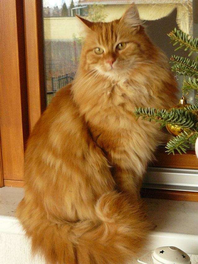 Krásné a obrovské angorské kotě #1 skládačky online