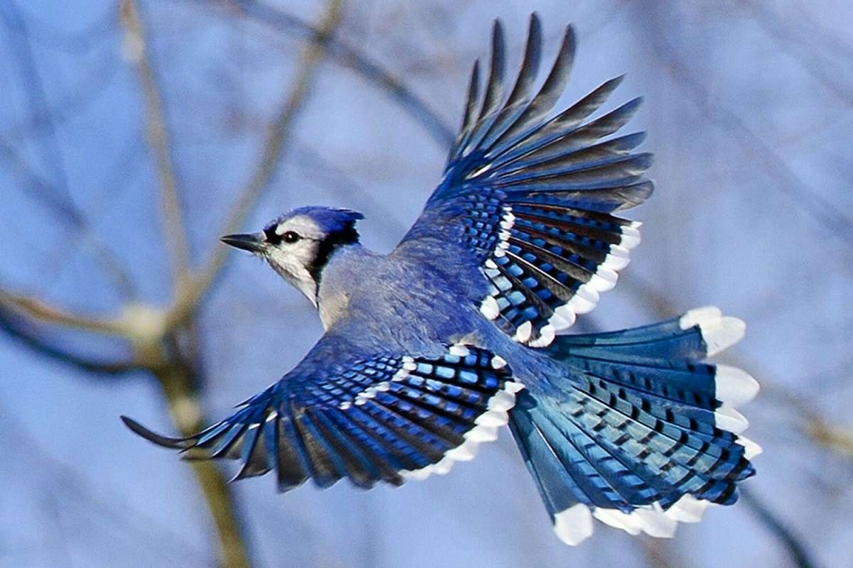 Blue Jay - Blue Jay - Crow online παζλ