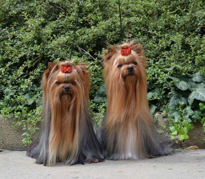 Dos bellezas de Perritos coquetos #1 rompecabezas en línea