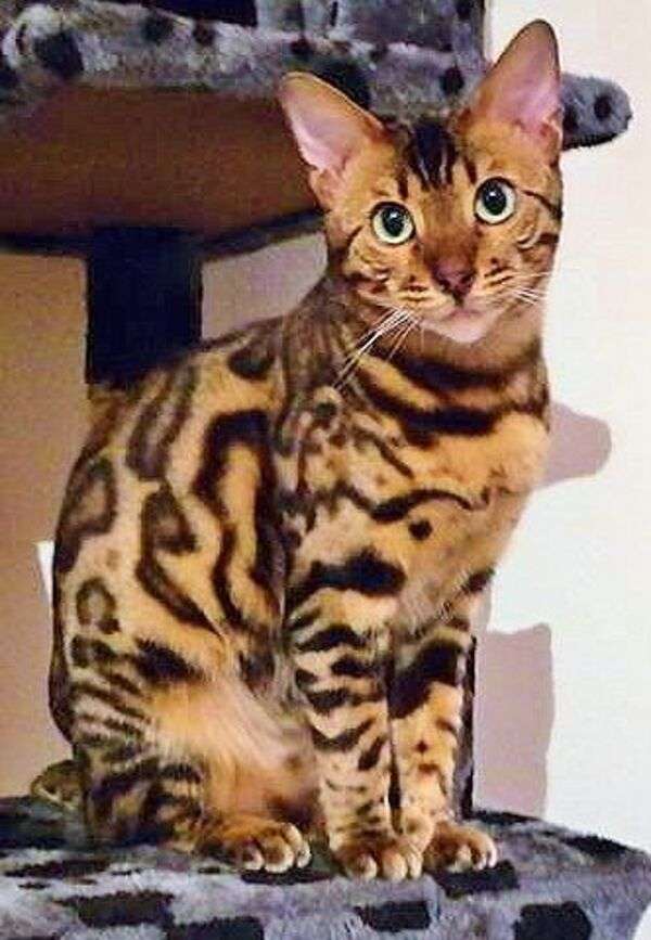 Il gattino maculato posa elegantemente per la foto puzzle online