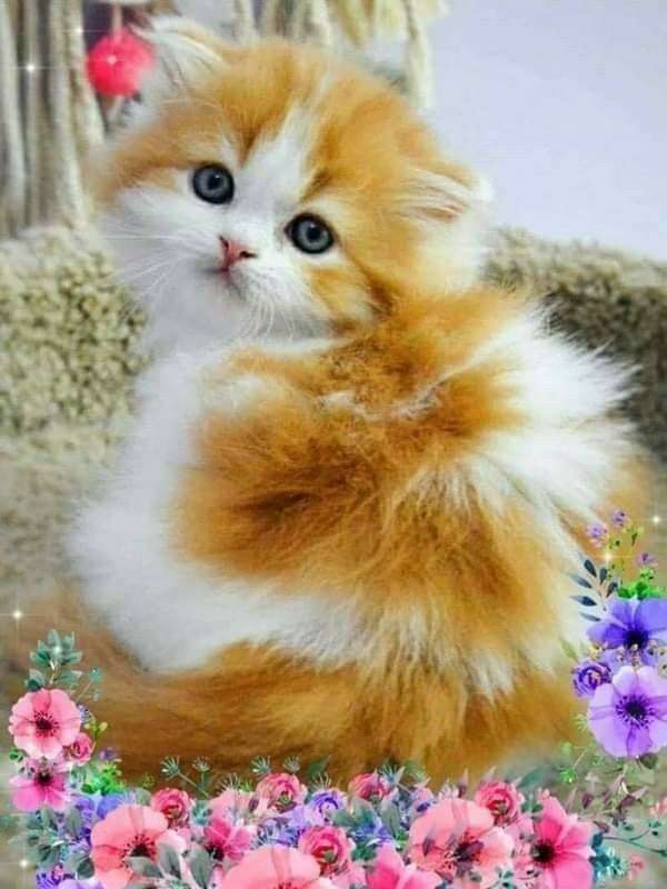 Un bebecito gatito muy precioso rompecabezas en línea