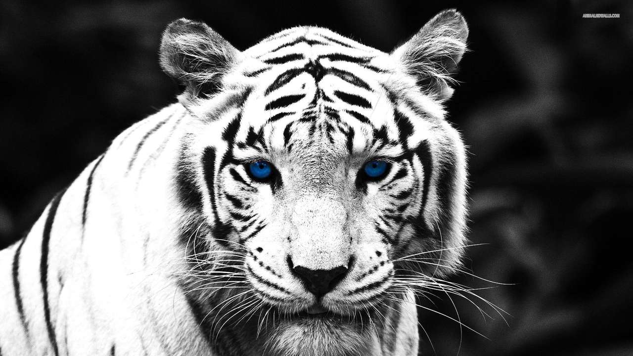 beautiful white tiger online puzzle