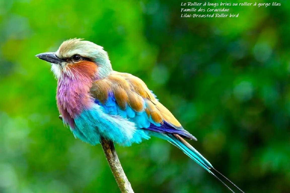 Lilac-throated Roller vagy Lilac-reasted Roller kirakós online