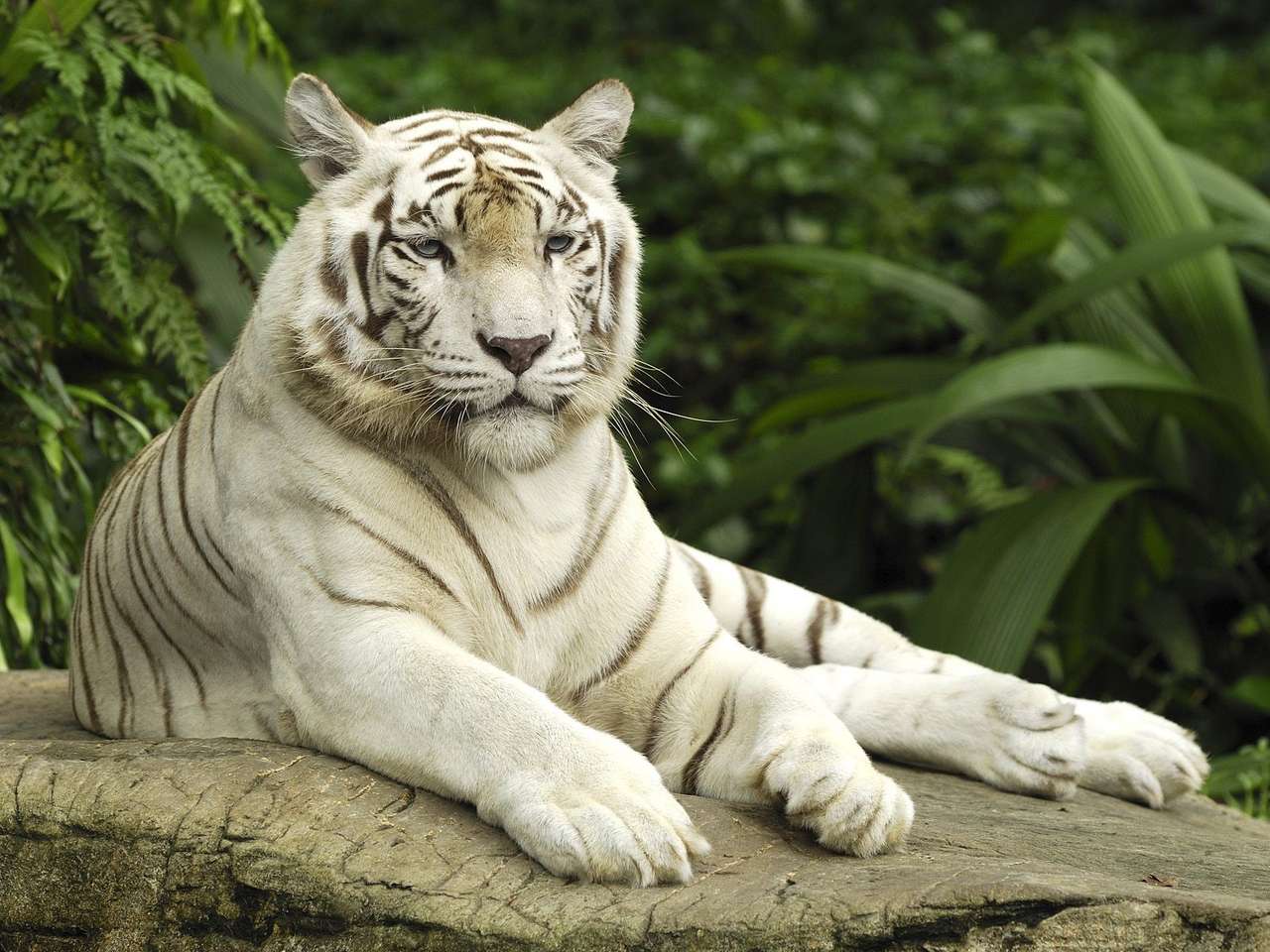 όμορφη λευκή τίγρη παζλ online