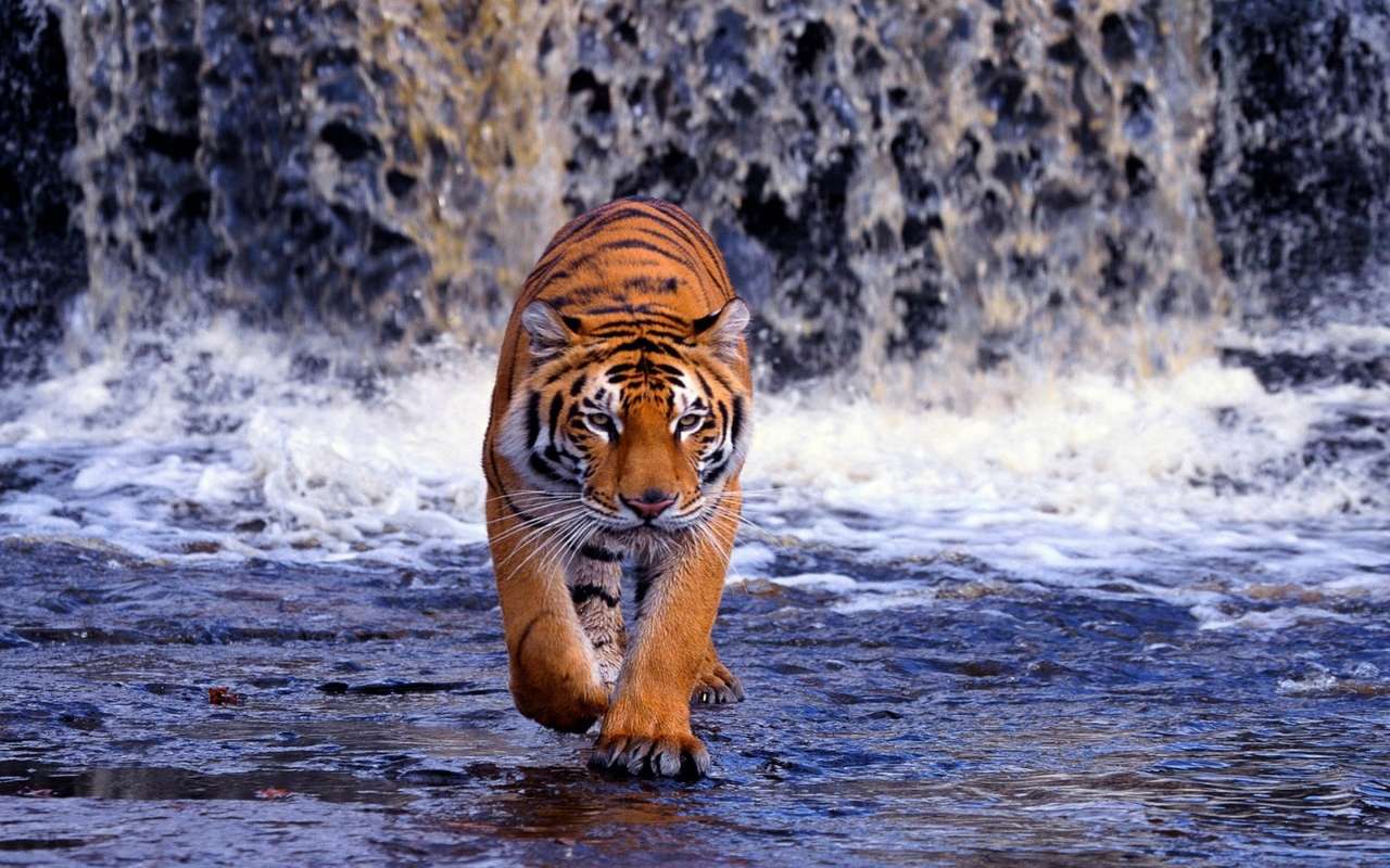 Бенгальський тигр у водоспаді пазл онлайн