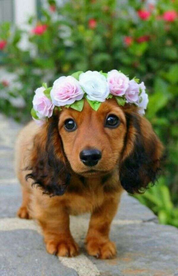 バラの冠を持つ美しい子犬 ジグソーパズルオンライン