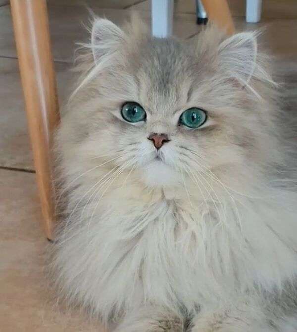 Біле кошеня з водяними зеленими очима онлайн пазл