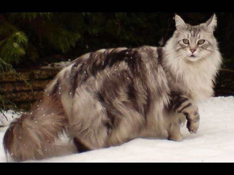 Egy gyönyörű felnőtt Maine Coon cica #3 kirakós