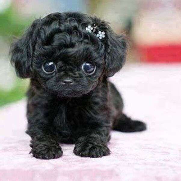 Câine negru foarte drăguț puzzle online