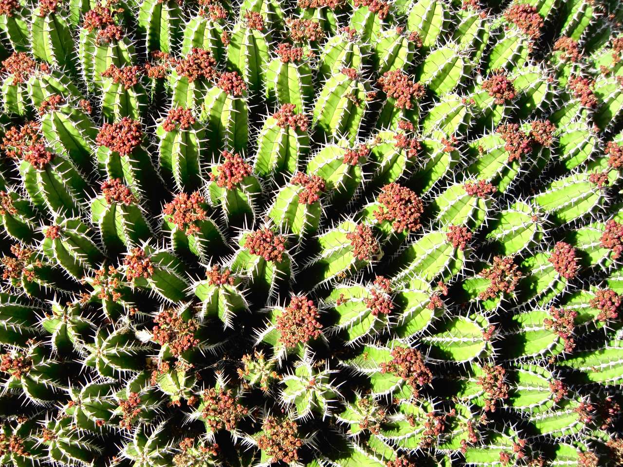 Lanzarote kaktusar pussel på nätet