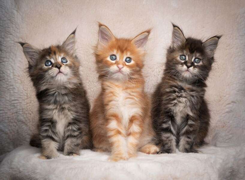 Tre gattini Maine Coon #4 puzzle online