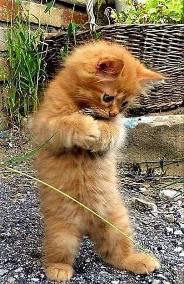 Vacker kattunge som står med tassar Pussel online