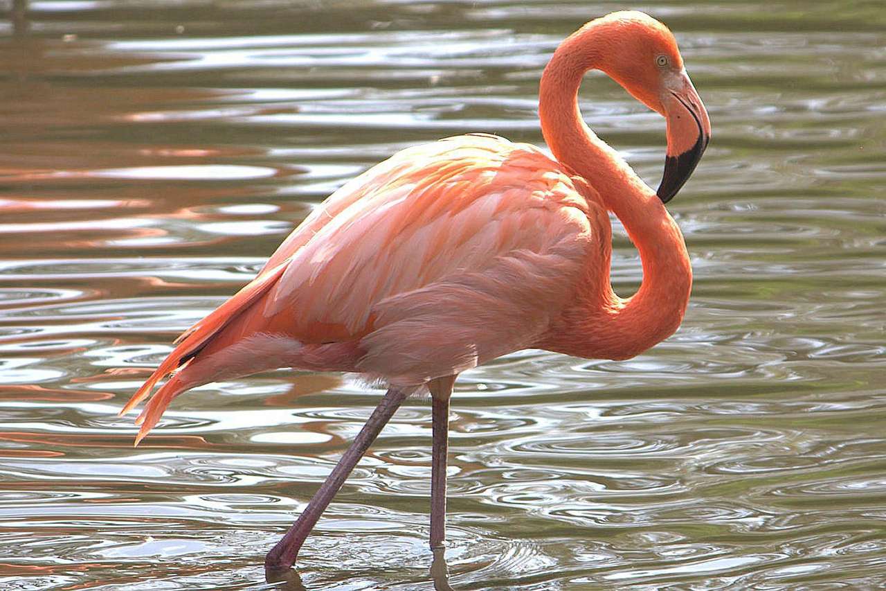 Flamingo! pussel på nätet