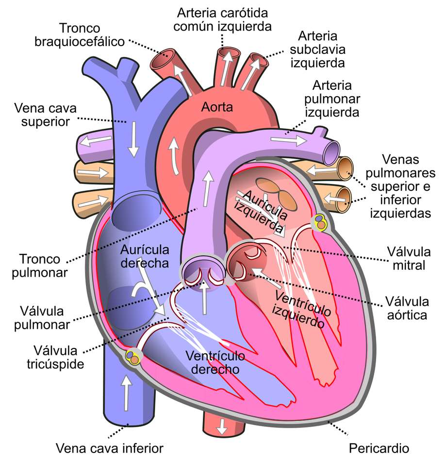 心臓循環 ジグソーパズルオンライン