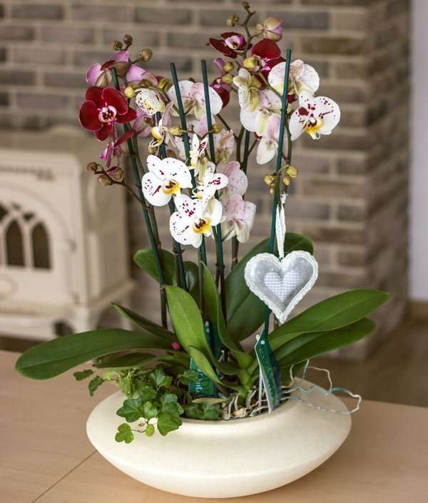 Compoziția orhideelor puzzle online