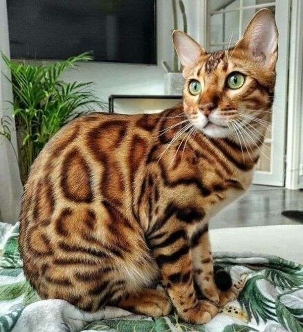 Пятнистый котенок, похожий на тигра пазл онлайн