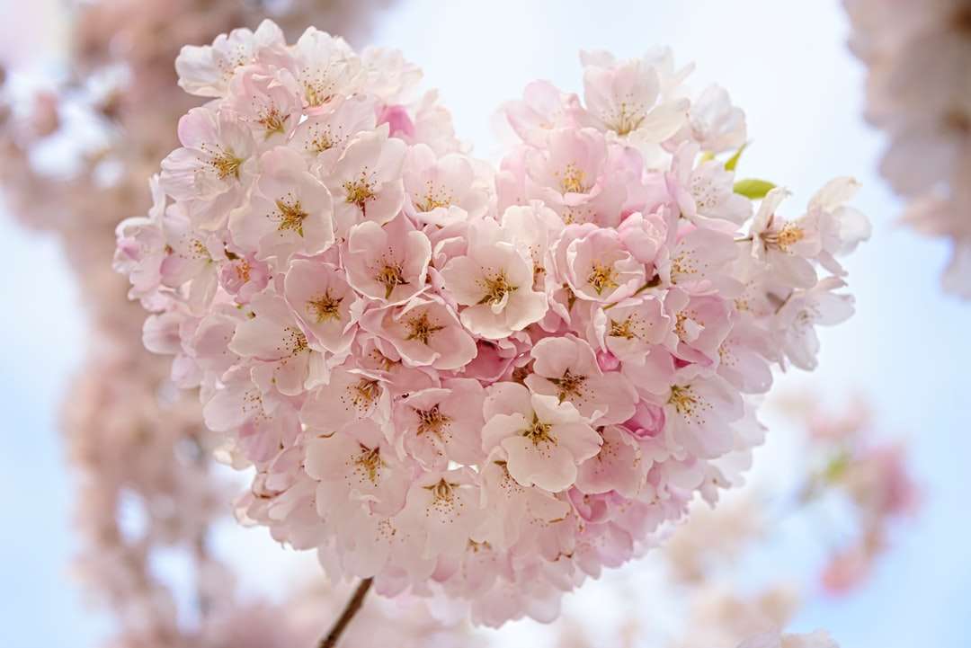 makrofokus av rosa blommor pussel på nätet
