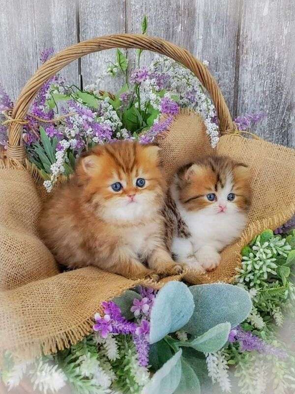 Двоє кошенят у квітковому кошику онлайн пазл