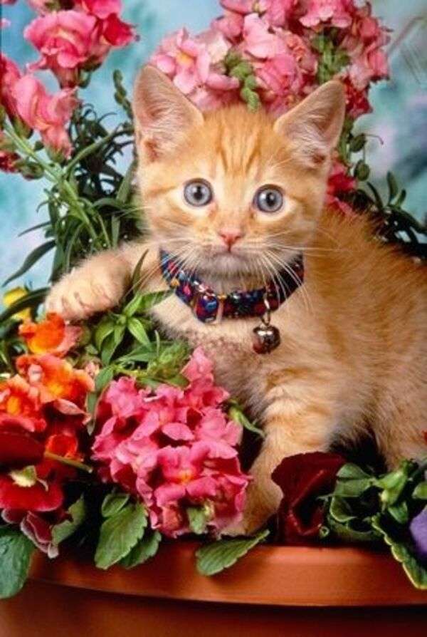 söt kattunge med halsband bland blommor Pussel online