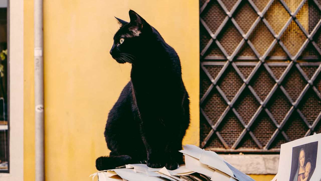 黒猫 オンラインパズル
