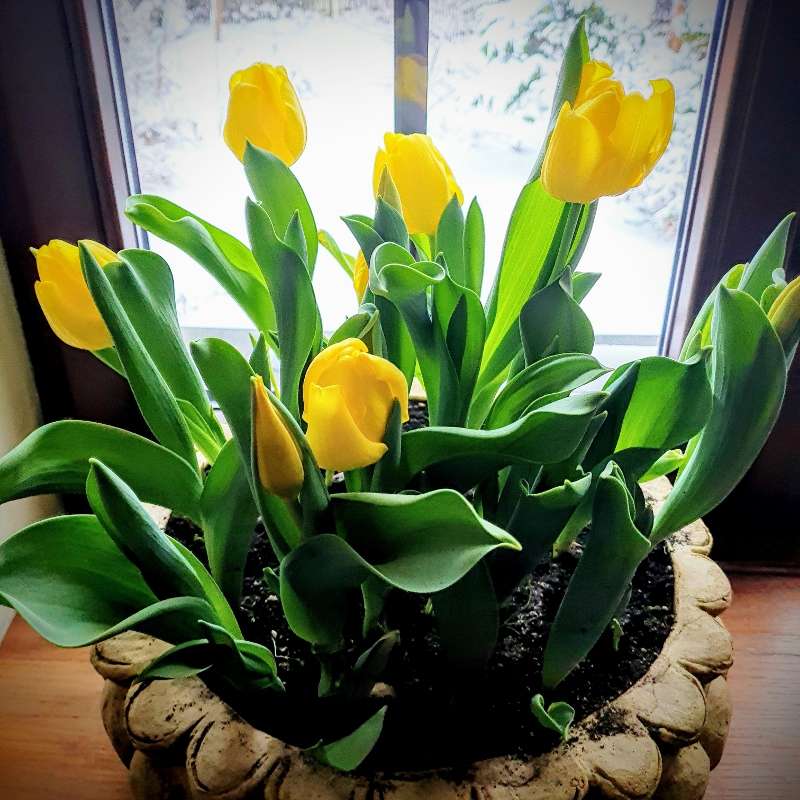 Желтые тюльпаны в горшке онлайн-пазл