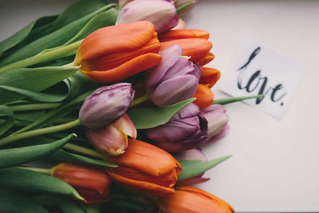 fialové a oranžové tulipány na bílém povrchu online puzzle