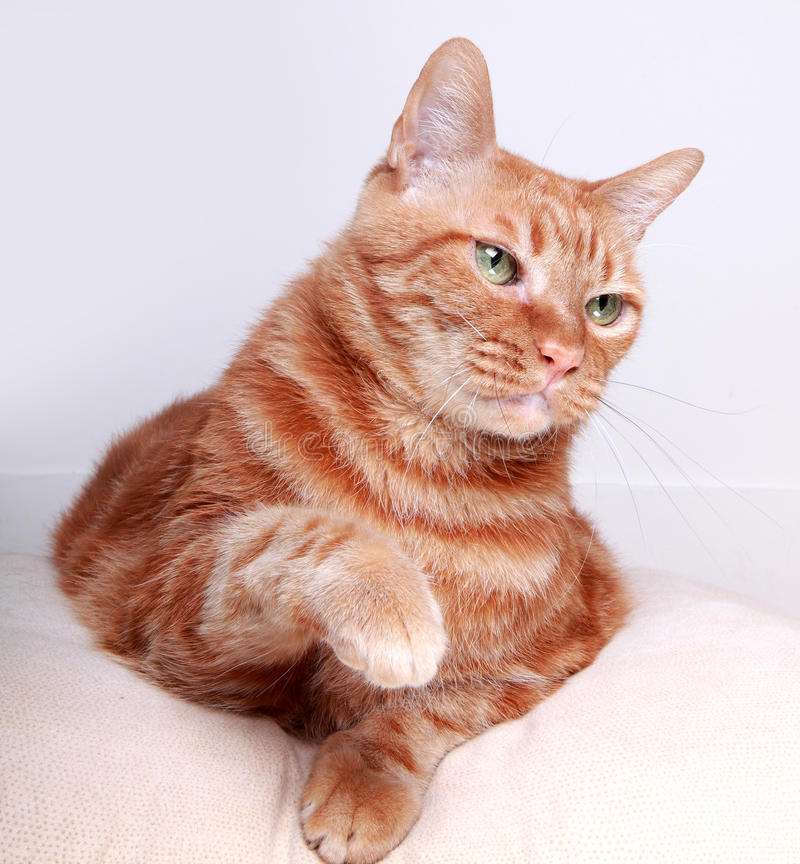 Μια γάτα σε ένα μαξιλάρι παζλ online