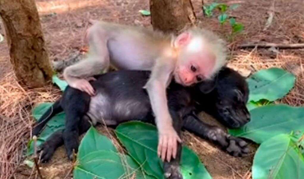 Zarter kleiner Affe, der einen Welpen umarmt Online-Puzzle