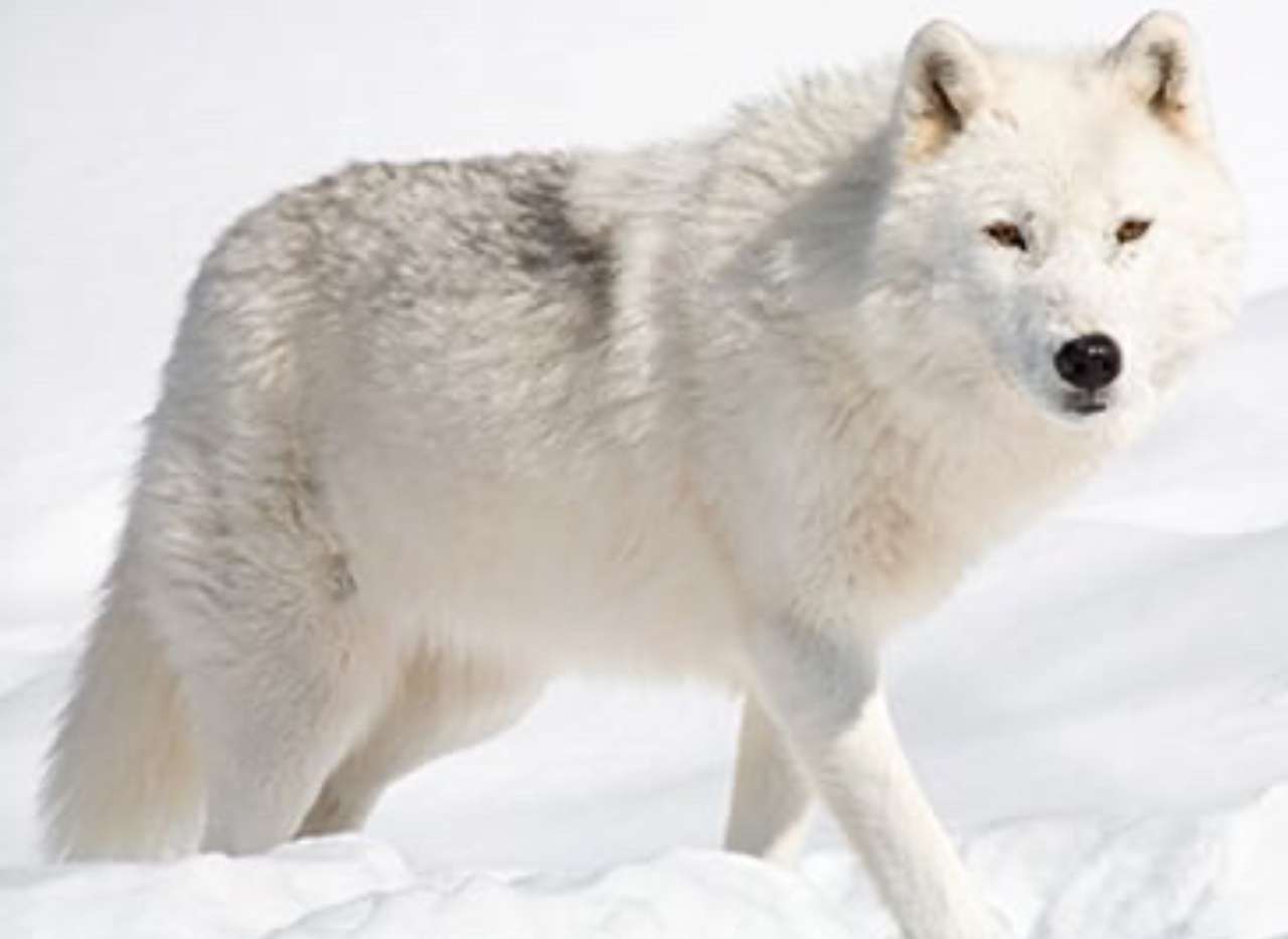 Арктичний вовк онлайн пазл