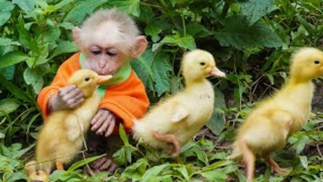 Little monkey with three yellow ducklings jigsaw puzzle online