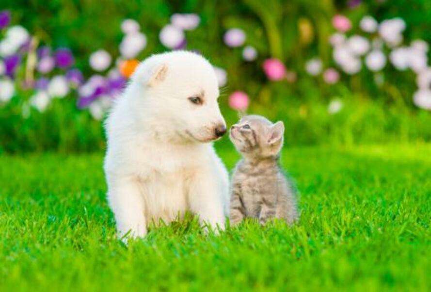 Белый щенок целует котенка пазл онлайн