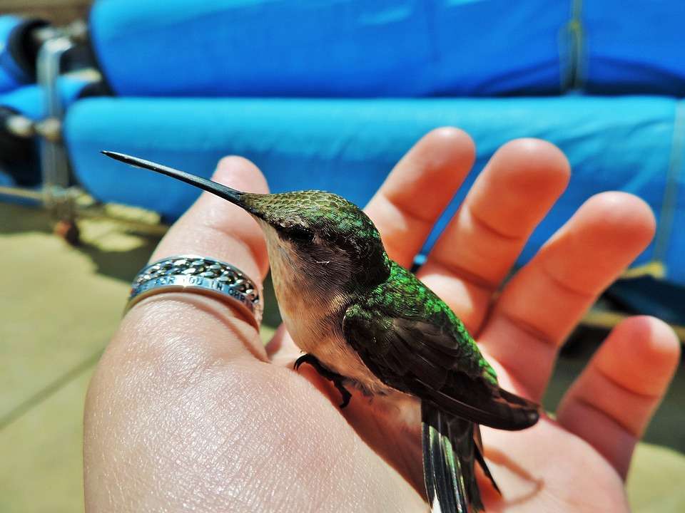 Cea mai mică pasăre din lume - pasărea colibri jigsaw puzzle online